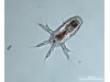 Photo of Copepoda: larval stages